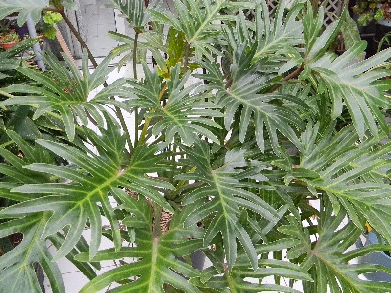 Philodendron 'Xanadu' Philox10