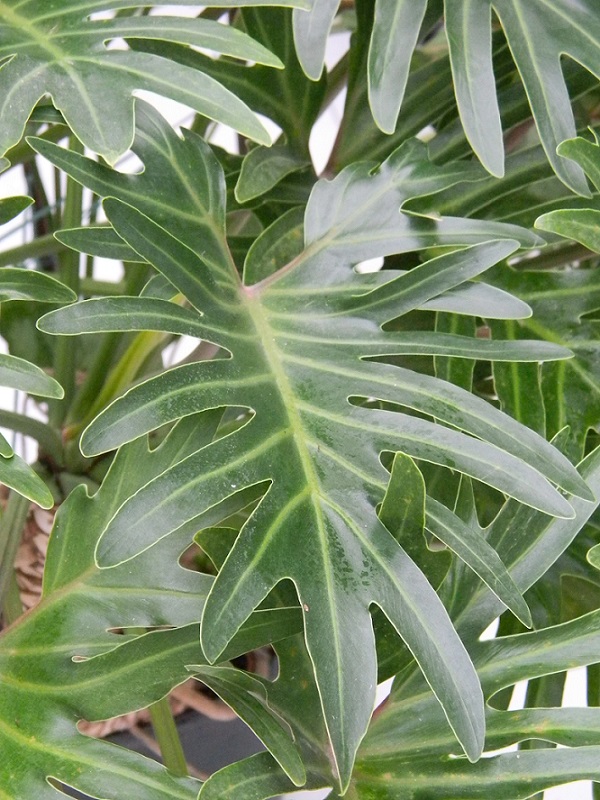 Philodendron 'Xanadu' Philox12