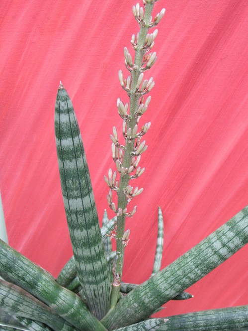 Sansevieria cylindrifolia var. patula  Sans211