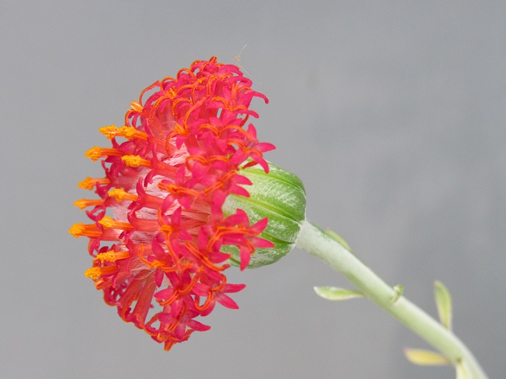 Senecio sp. [id. en cours] Senecr11