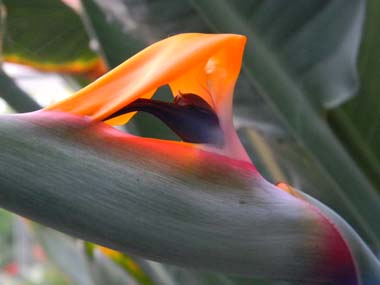 Strelitzia reginae Str2110
