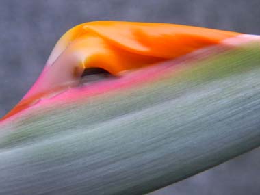 Strelitzia reginae Stre210