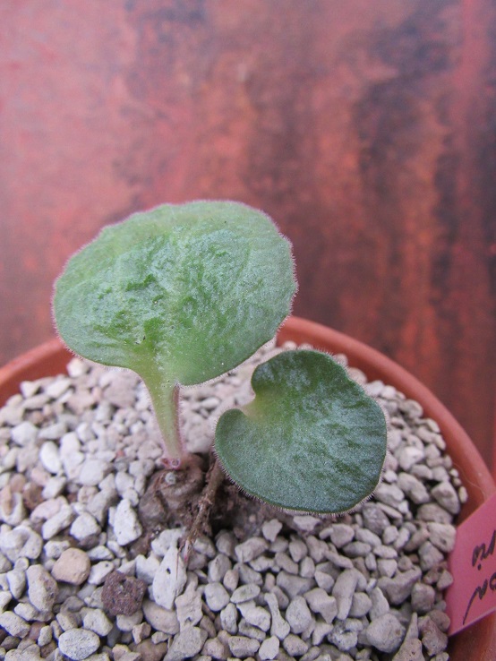 Tylecodon singularis Tyleco22