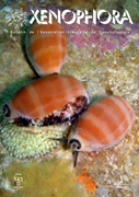 Cypraea vitellus (Linnaeus, 1758) sur ses oeufs. Porcelaine. Mxeno110