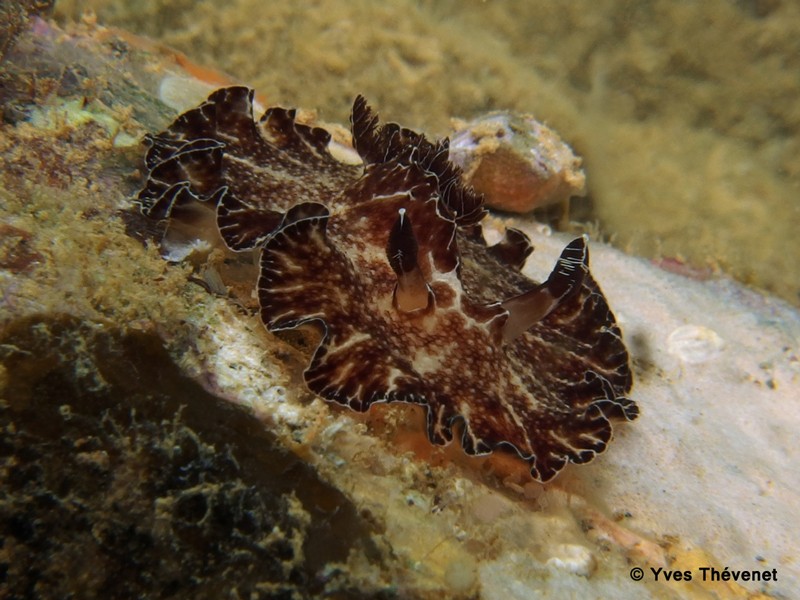 Discodoris boholiensis (Bergh, 1877). Nudibranche. Ouamo-25