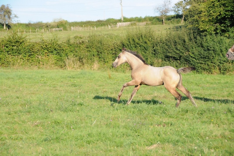 besoin d'avis sur une pouliche Dune_m10