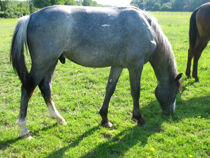 Poulain mâle de 1 an, OC, blue roan un oeil bleu  Img_1116