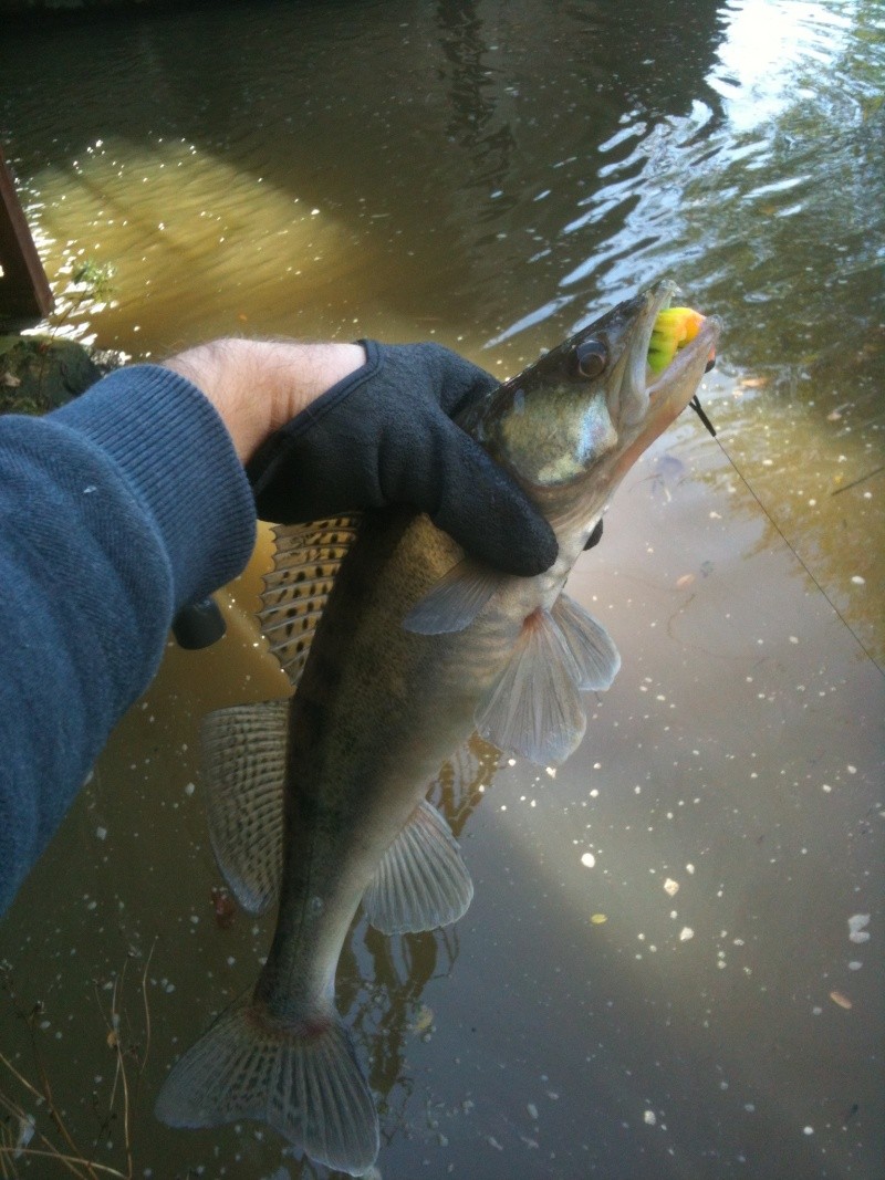 Streetfishing @ Metz 50cm_310