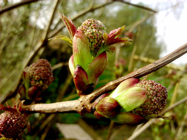 38 - Les bourgeons..... Photos reçues - Page 2 Dsc_0157