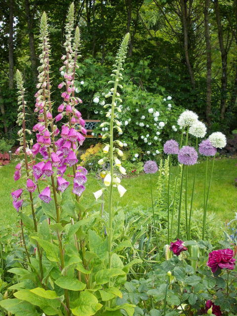 Campanules, digitalis and co !!! - Page 2 Dscn0536