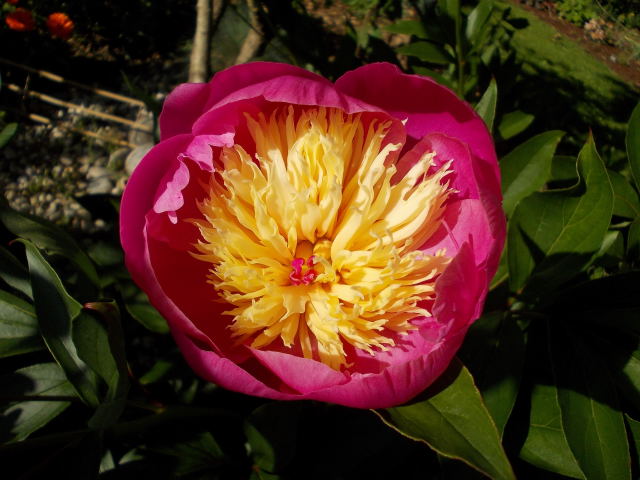 Paeonia - 2014 !!! - Page 3 Dscn7141