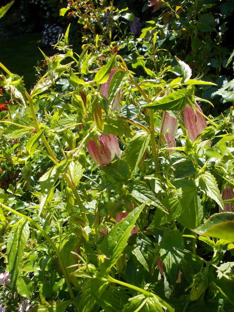 Campanules, digitalis and co !!! - Page 2 Dscn7853