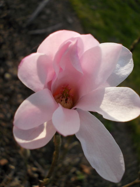 magnolia forever! 2014. Dscn8017