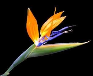 Strelitzia reginae ou Estrelicia (oiseau de paradis)  Flor_e10