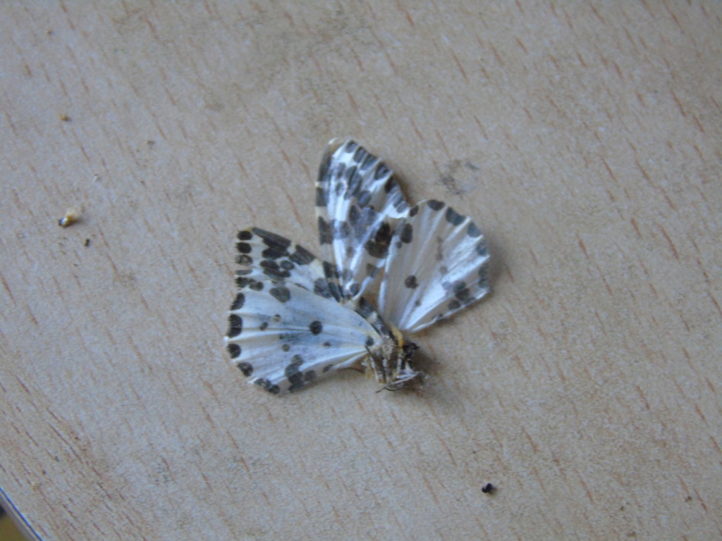 Papillon à identifier Dsc04913