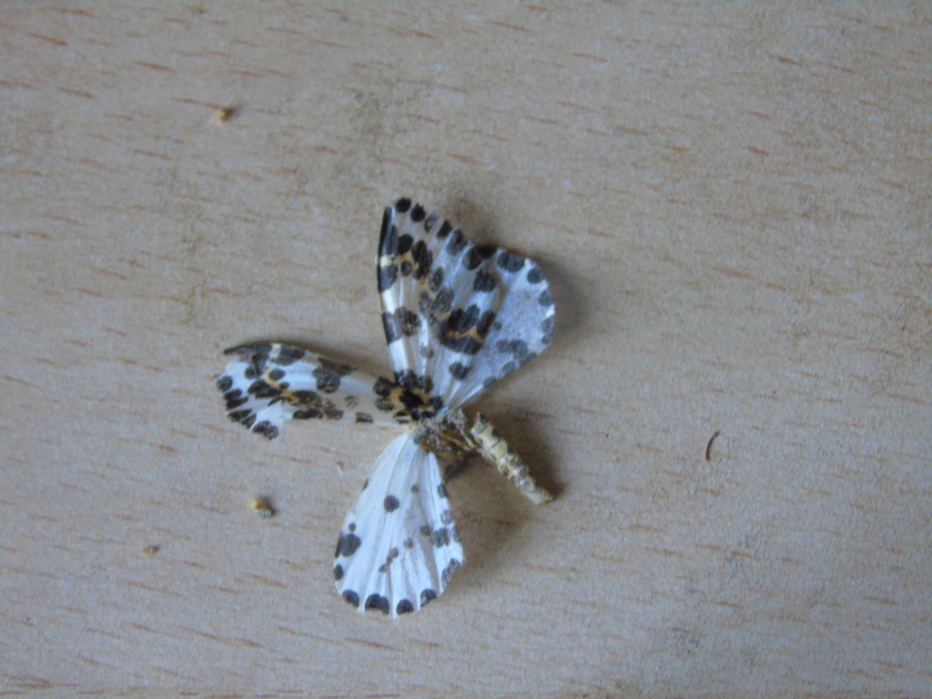 Papillon à identifier Dsc04914