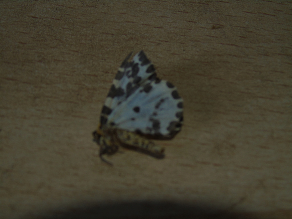 Papillon à identifier Dsc04915