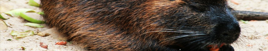 Eurasian beaver