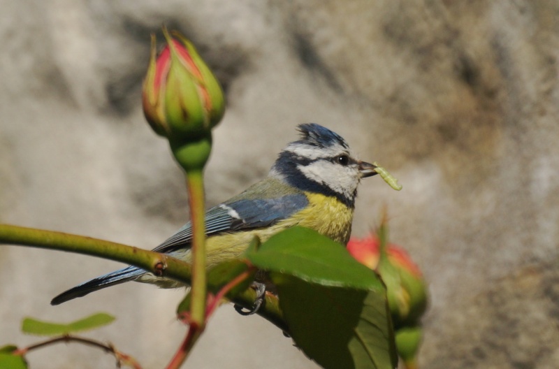 mésange bleue nourrissage Green_11