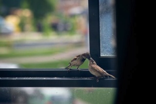 Câu chuyện cảm động có thật về chú chim sẻ mù bên bậu cửa ... 07092012