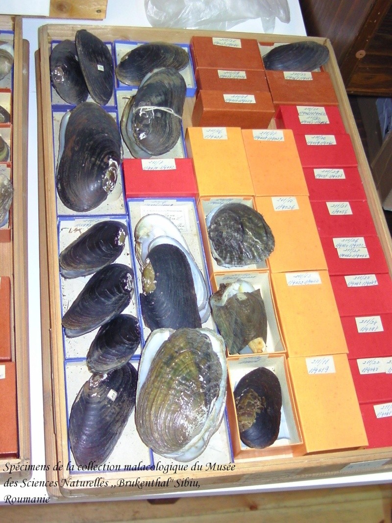 Musée des Sciences Naturelles à Sibiu, Roumanie - Visite malacologique Bild9211