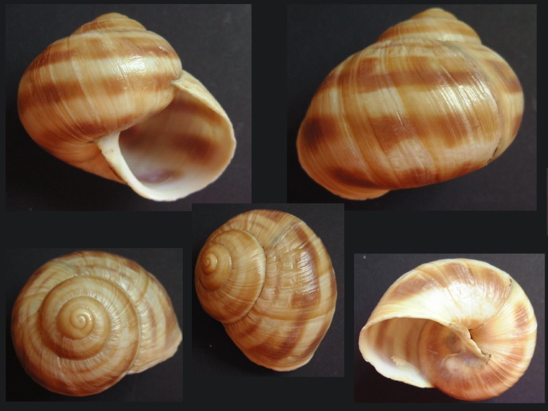 Helix buchii (Dubois de Montpéreux, 1839) H_buch10