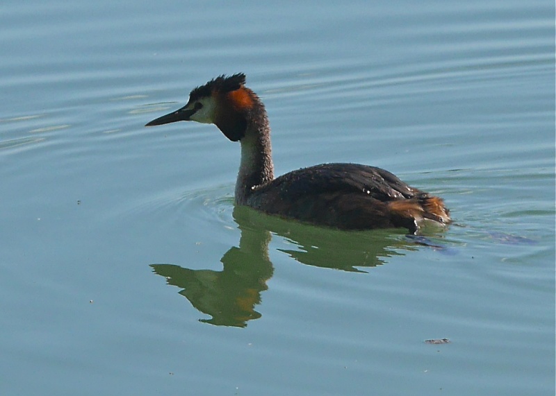 Black Swans P1000418