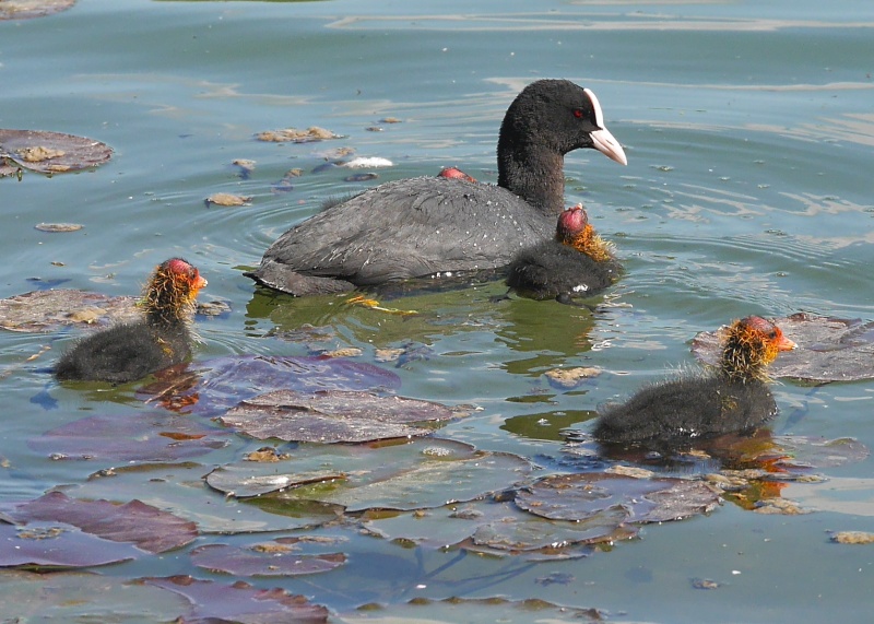 Black Swans P1000524