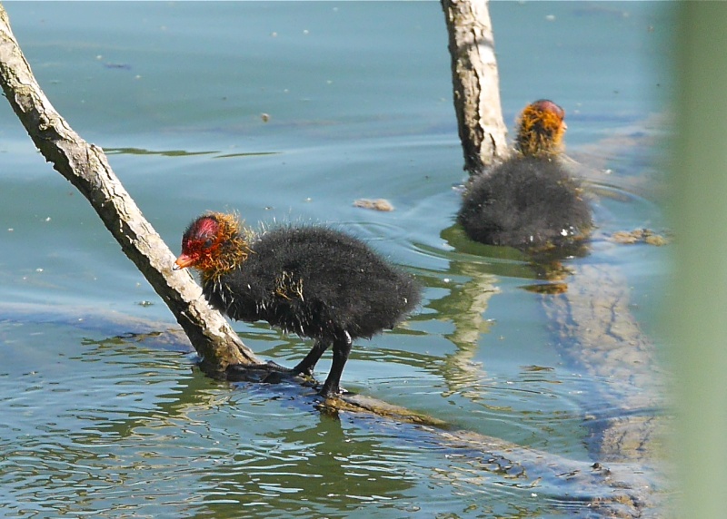 Black Swans P1000525