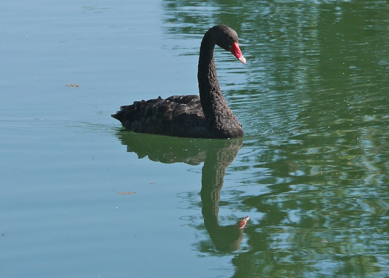 Black Swans P1000529