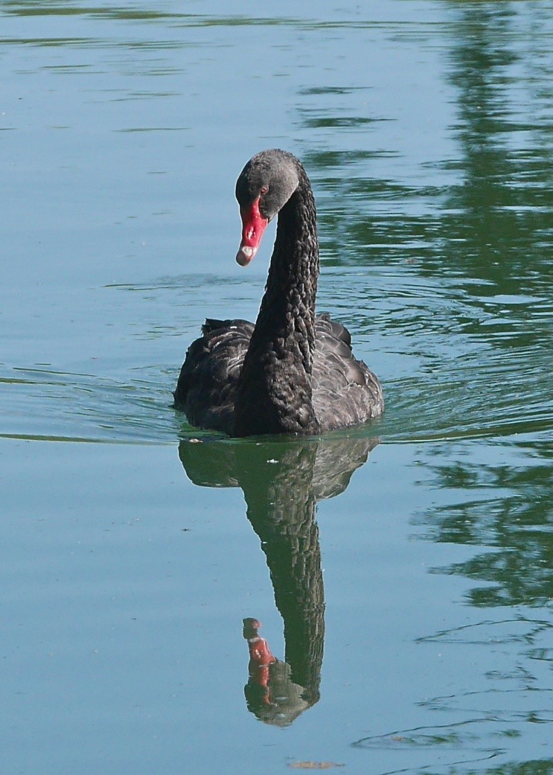 Black Swans P1000530