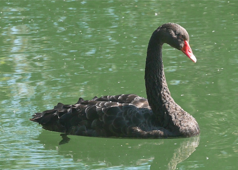 Black Swans P1000531