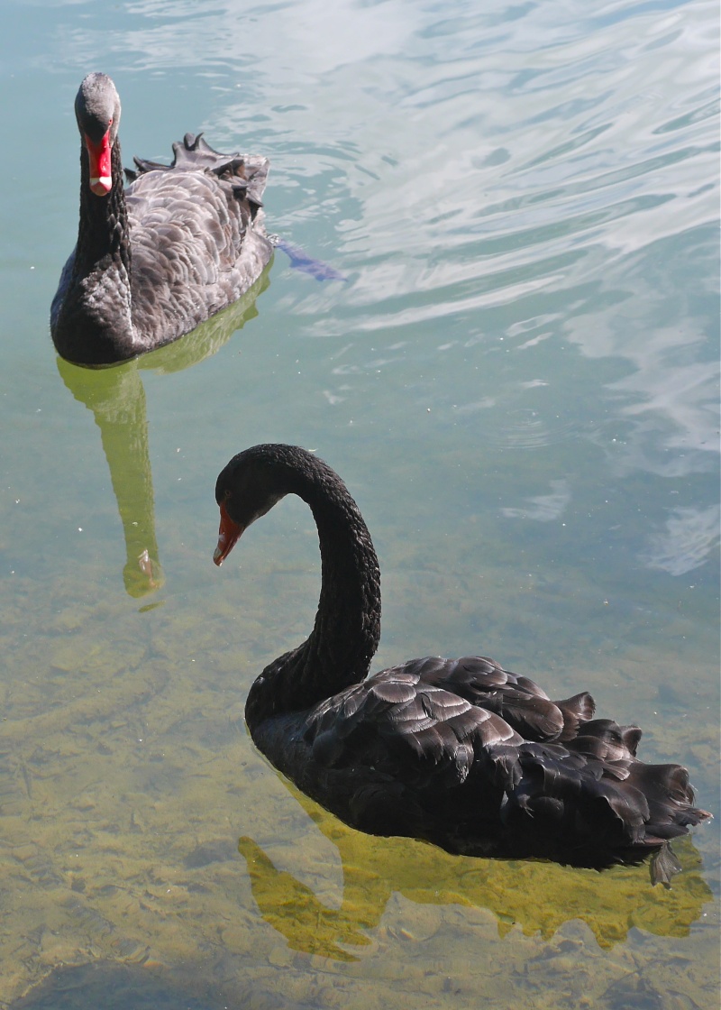 Black Swans P1000532