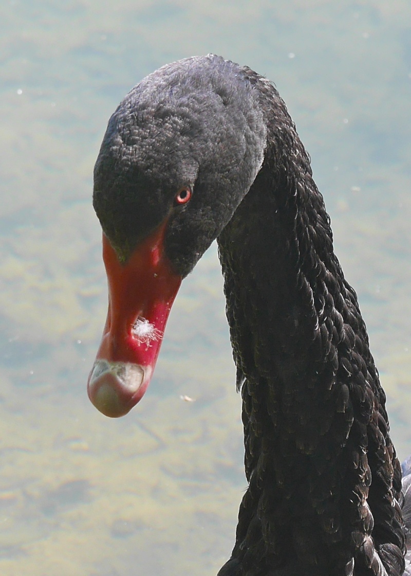 Black Swans P1000533