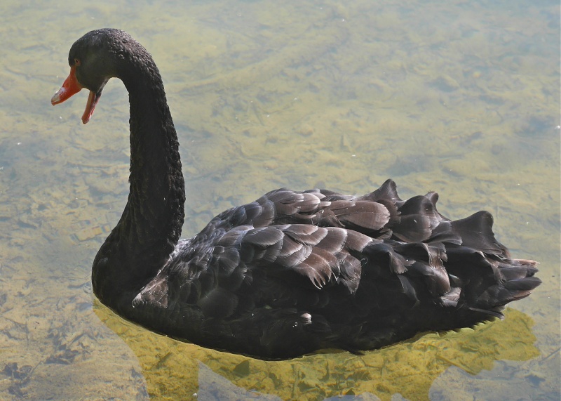 Black Swans P1000535