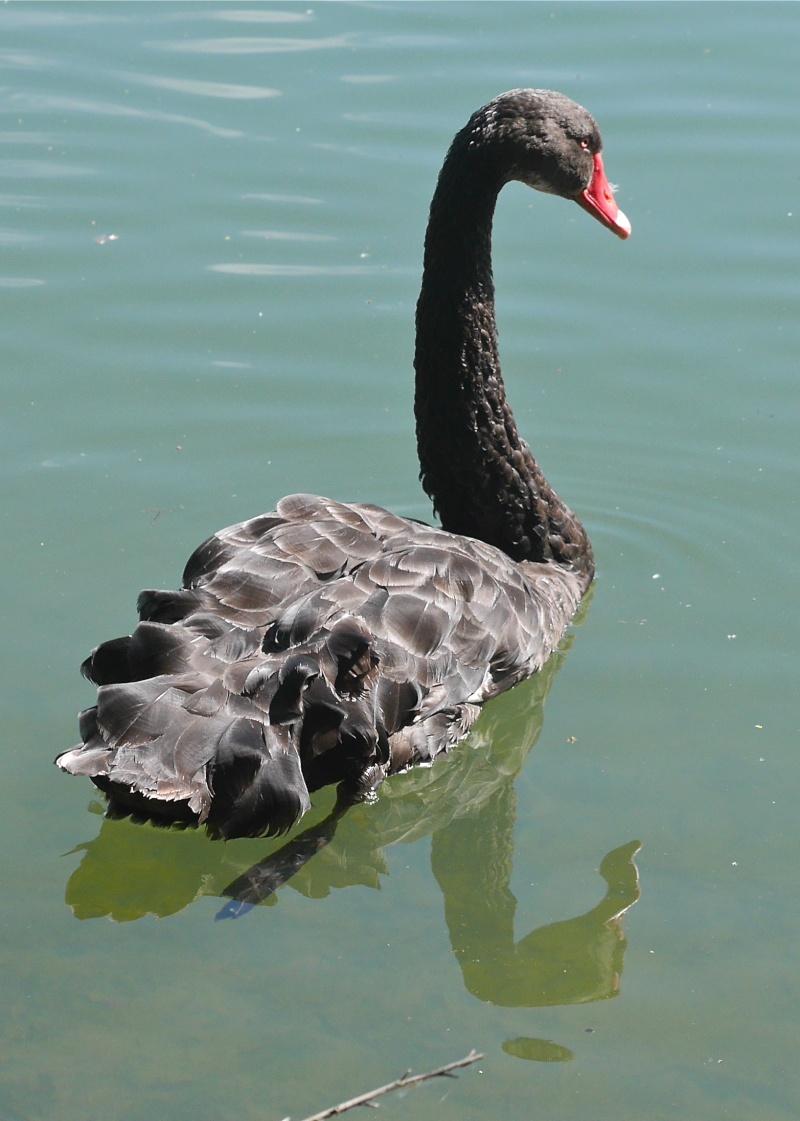 Black Swans P1000536