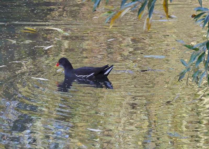 Reflections in a pond P1040610