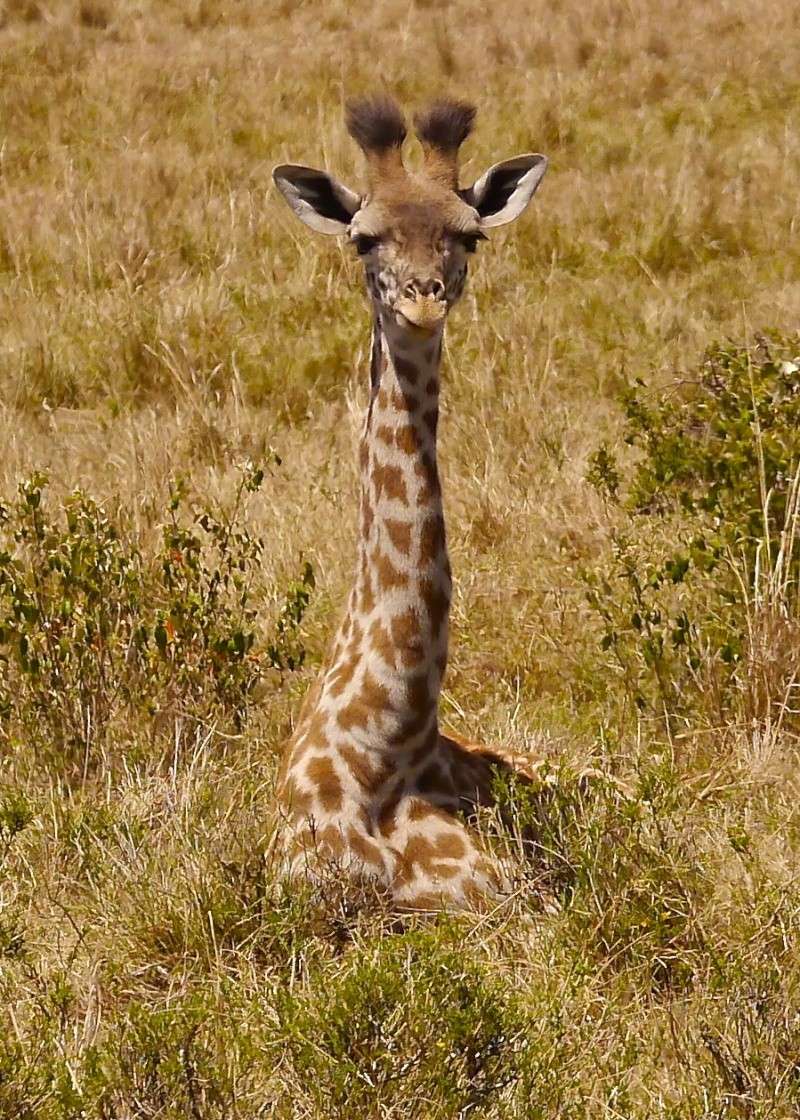 Masai Mara Safari Nov. 2013  - Page 3 P1040814