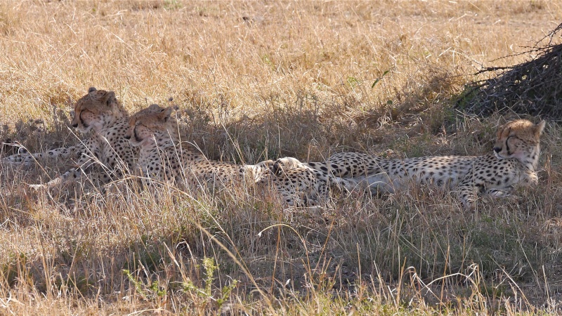 Masai Mara Safari Nov. 2013  - Page 3 P1050210