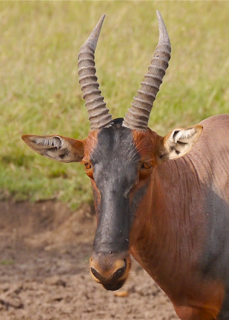 "Offbeat Safari" Mara North, Feb 2014 - Page 3 P1060916