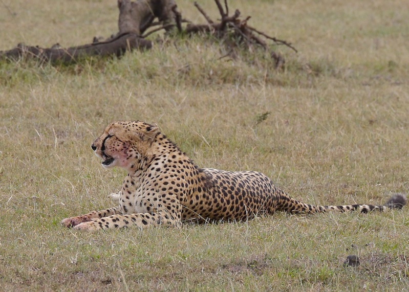"Offbeat Safari" Mara North, Feb 2014 P1070011
