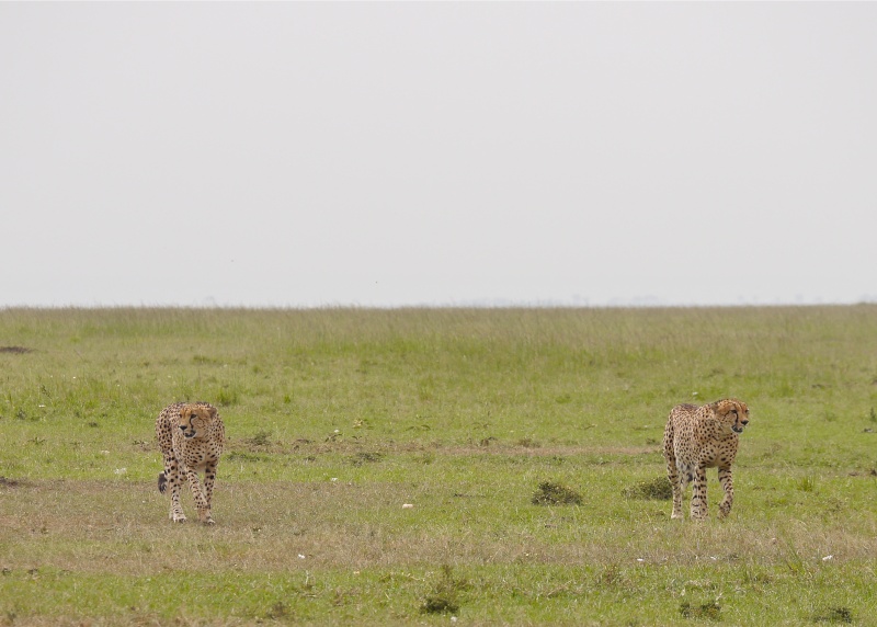 "Offbeat Safari" Mara North, Feb 2014 P1070216
