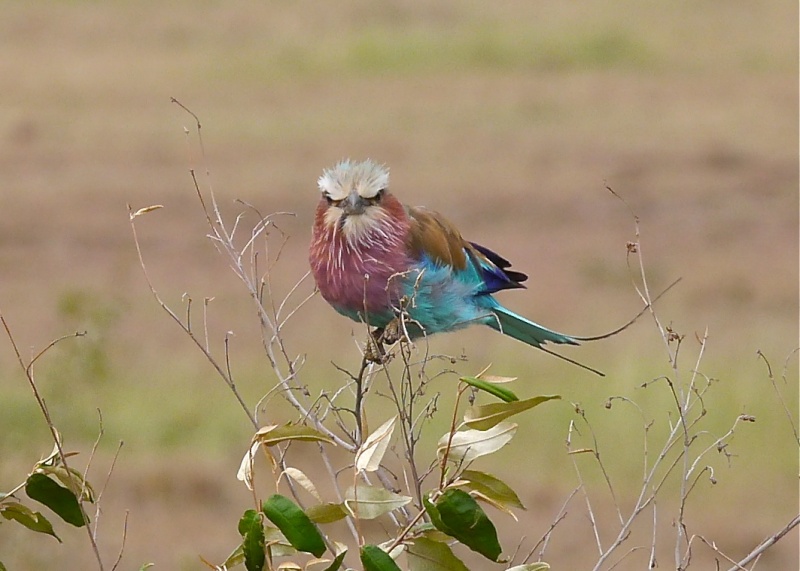 "Offbeat Safari" Mara North, Feb 2014 - Page 2 P1070313