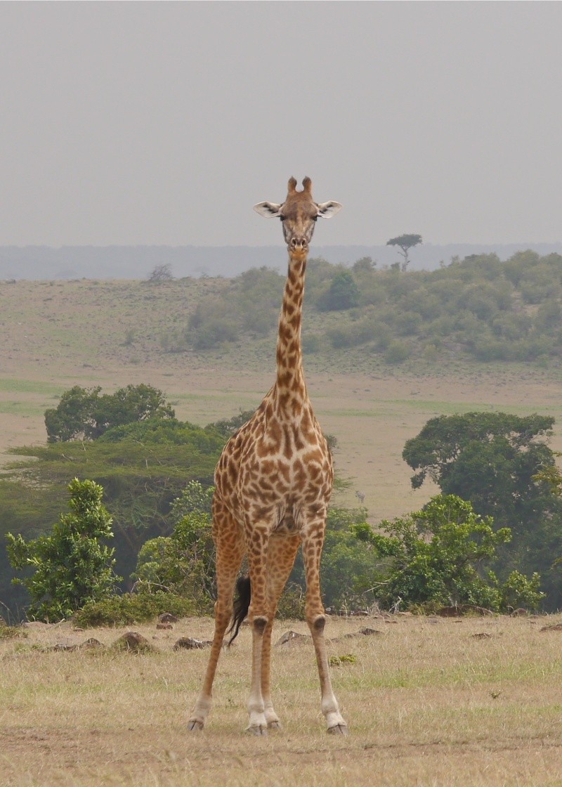 "Offbeat Safari" Mara North, Feb 2014 - Page 3 P1070314