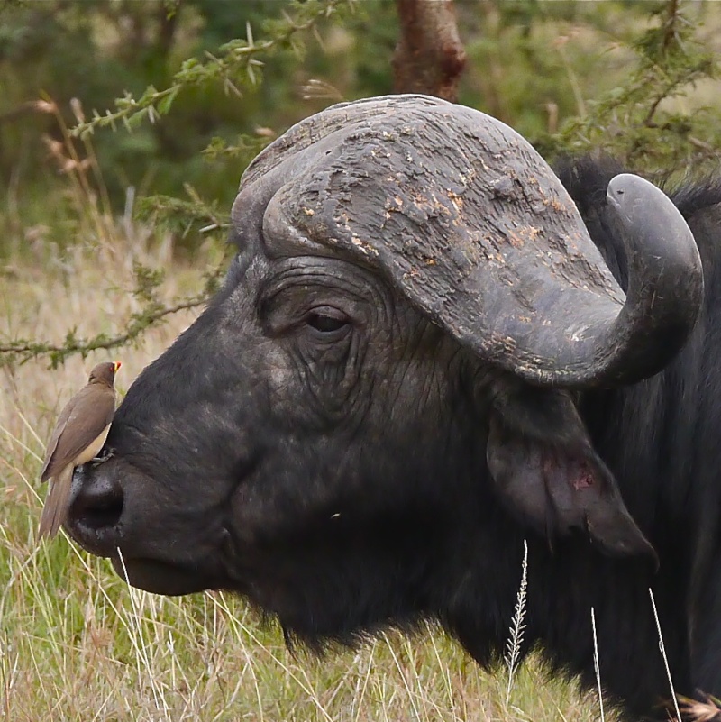 "Offbeat Safari" Mara North, Feb 2014 - Page 3 P1070316