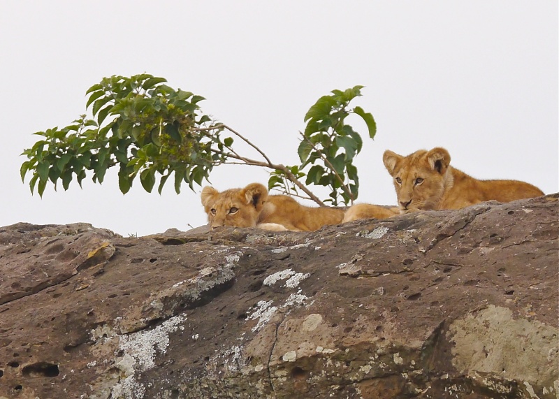 "Offbeat Safari" Mara North, Feb 2014 - Page 2 P1070414