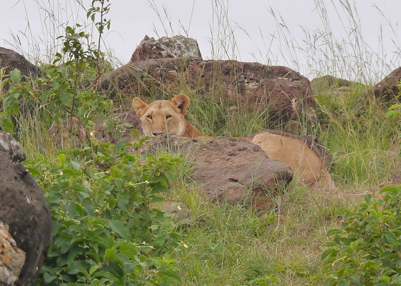 "Offbeat Safari" Mara North, Feb 2014 - Page 2 P1070415