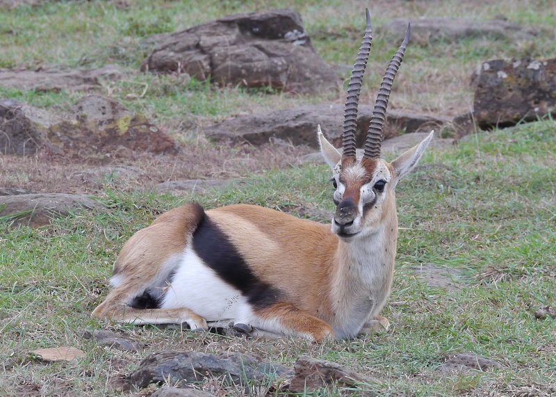 "Offbeat Safari" Mara North, Feb 2014 - Page 3 P1070417