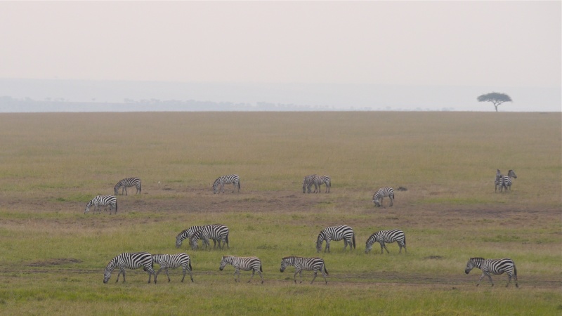 "Offbeat Safari" Mara North, Feb 2014 - Page 3 P1070516