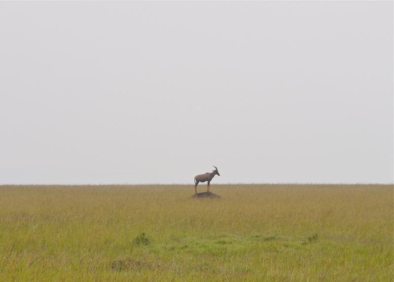 "Offbeat Safari" Mara North, Feb 2014 - Page 3 P1070517